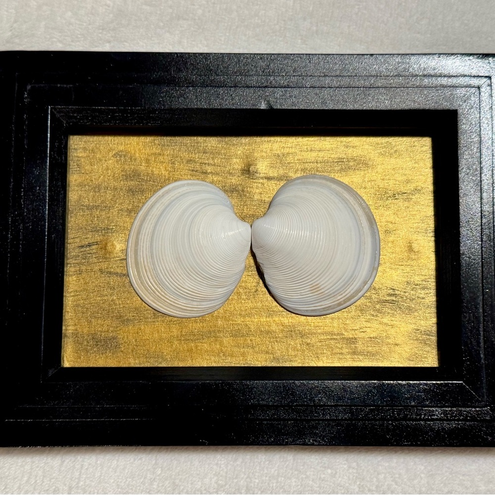 Elegant Seashell Art on Gold and Black Frame